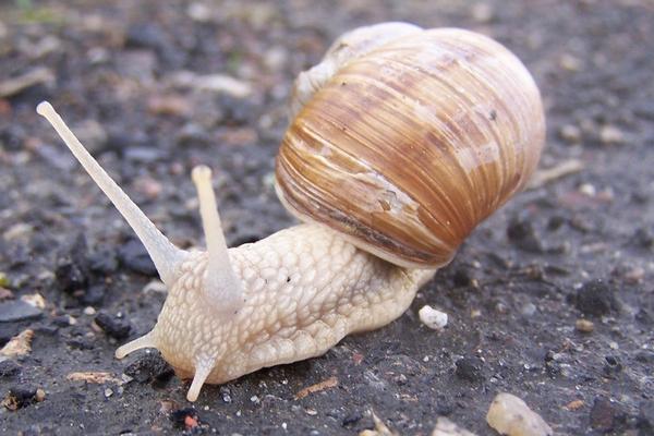 蜗牛是益虫还是害虫？