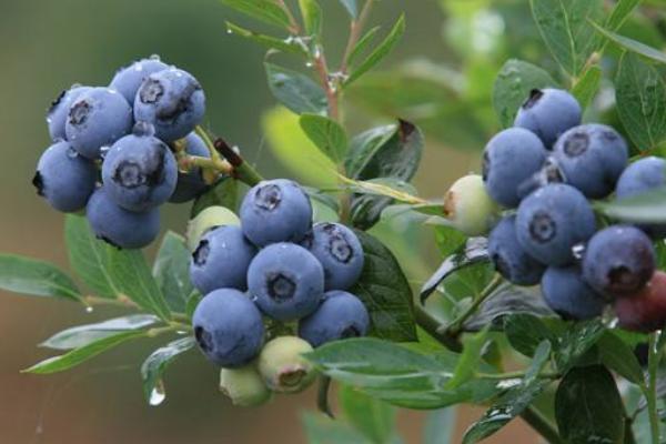 蓝莓施肥用什么肥料