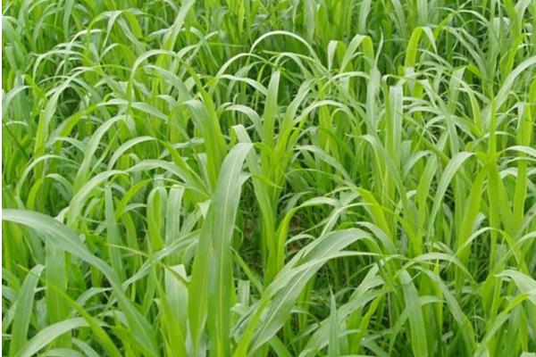 苏丹草亩产量多少 苏丹草作为牧草种植前景效益分析