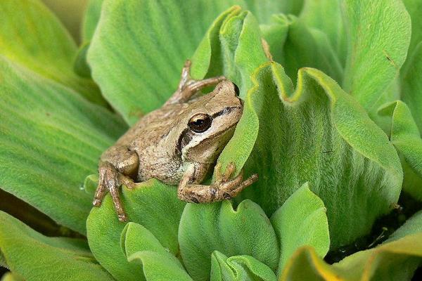 养殖青蛙需要哪些手续？