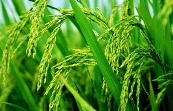 水稻是单子叶还是双子叶 杂交水稻可以留种吗