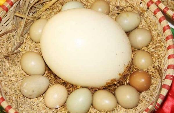 鸵鸟蛋怎么保存 鸵鸟蛋怎么孵化