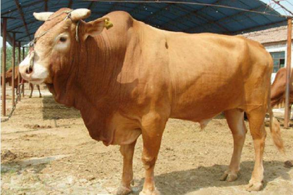 鲁西黄牛一年长多重 鲁西黄牛多长时间出栏