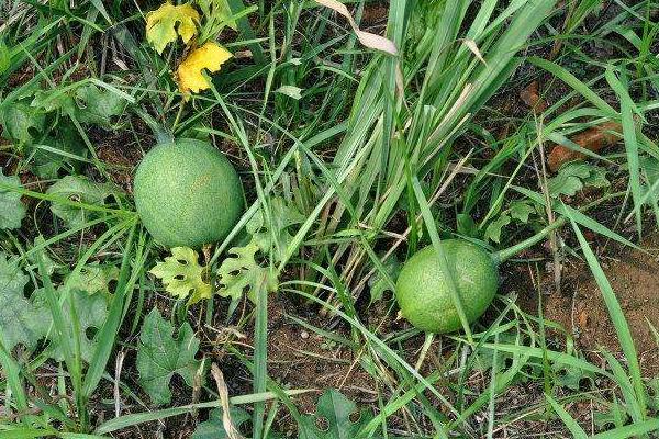 瓜蒌怎么栽培能高产