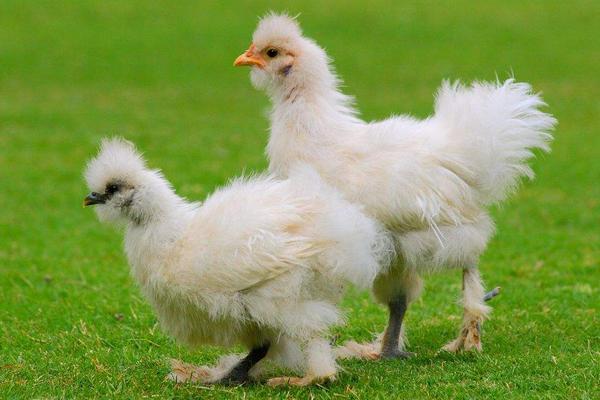 2018养乌鸡赚钱吗？乌鸡养殖的利润与投资成本及前景预测