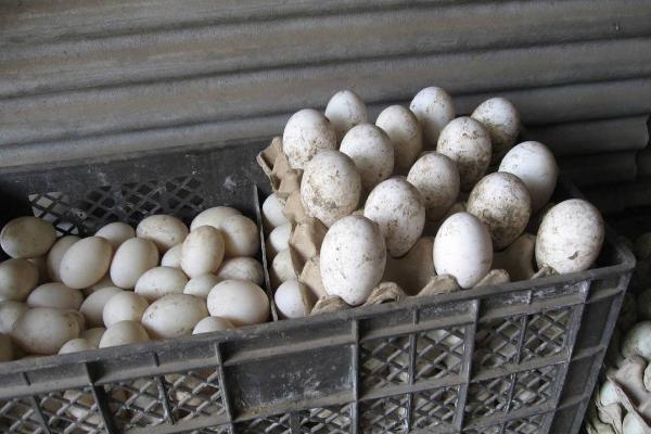 孔雀蛋功效与作用及禁忌 孔雀蛋的营养价值