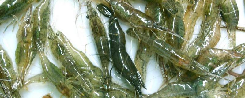 河虾养殖的方法，水质是重中之重，适时增氧积极消毒