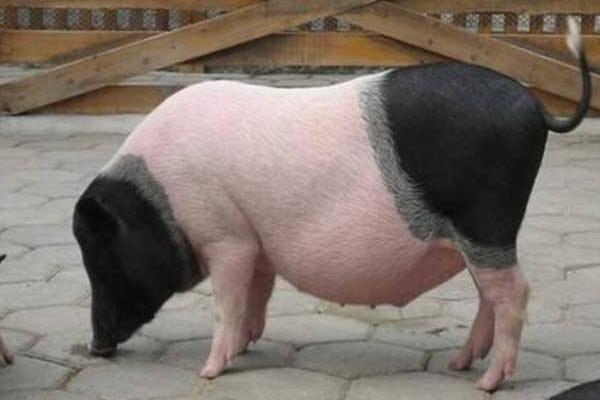 小香猪的寿命有多长 小香猪会长大吗