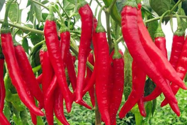 辣椒种植效益分析
