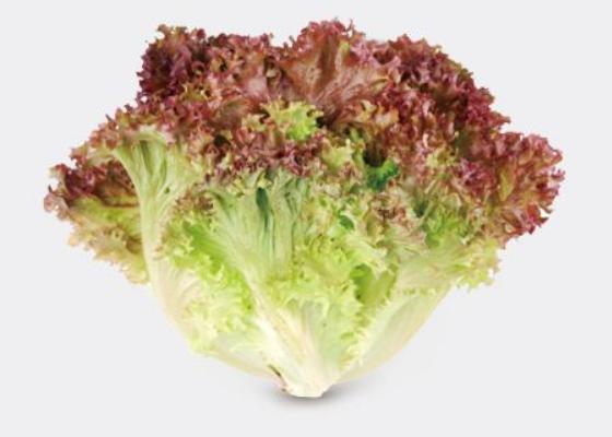 紫叶生菜怎么种 紫叶生菜种植技术