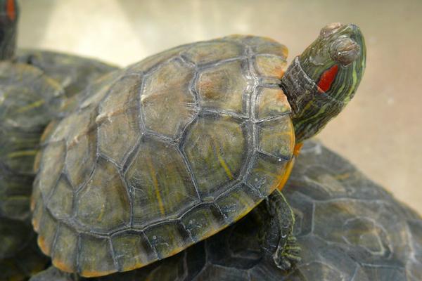 2018养乌龟赚钱吗？乌龟养殖的利润与投资成本及前景预测
