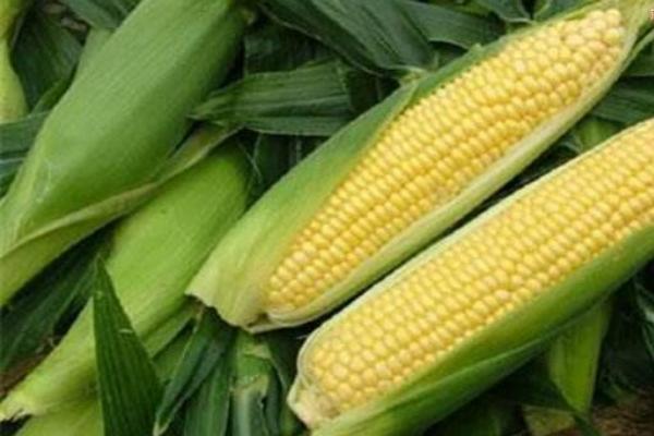 绿单2号玉米种子介绍