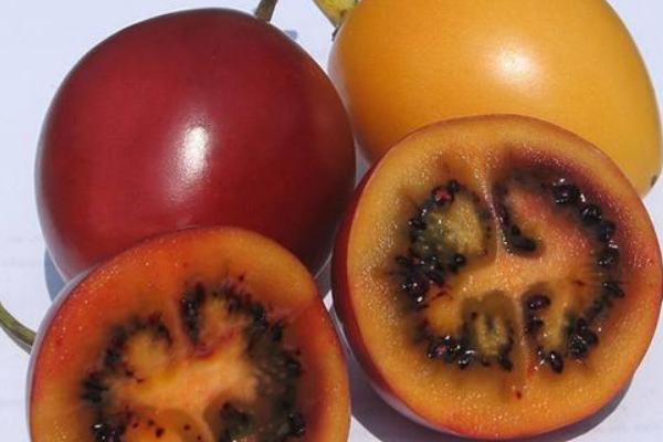 树番茄可以生吃吗