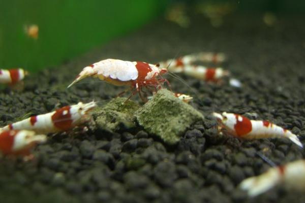 养观赏虾的基本知识有哪些？