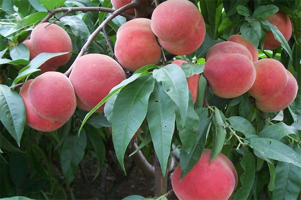 桃树病虫防治方法