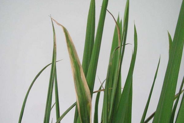 水稻白叶枯病用什么药 水稻白叶枯病防治方法