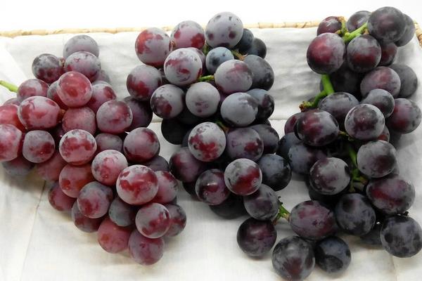 夏黑葡萄的营养价值