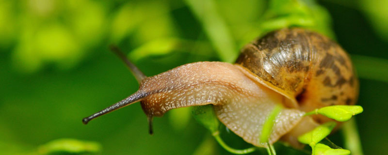蜗牛的特点和生活特征