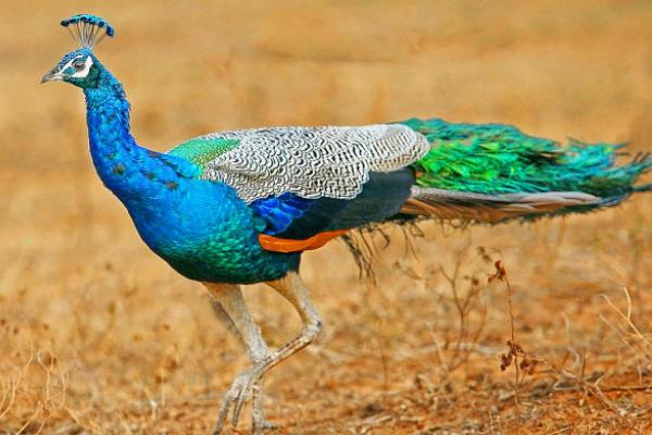 绿孔雀和蓝孔雀的区别是什么？