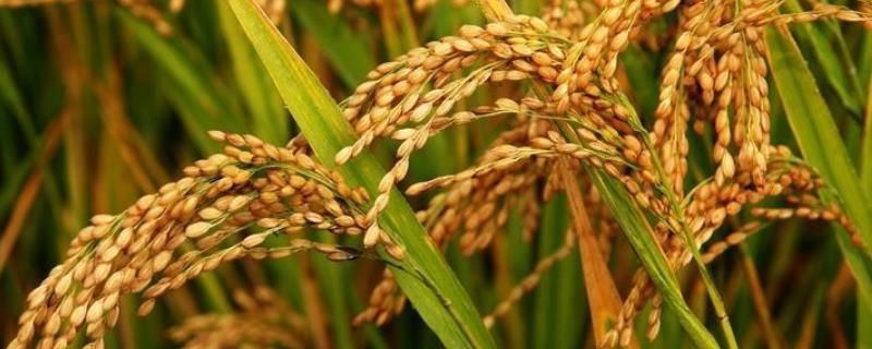 旱稻一亩收多少斤？一亩用多少种子？