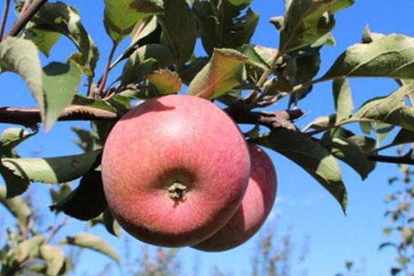 国光苹果市场价格多少钱一斤 国光苹果产地在哪里
