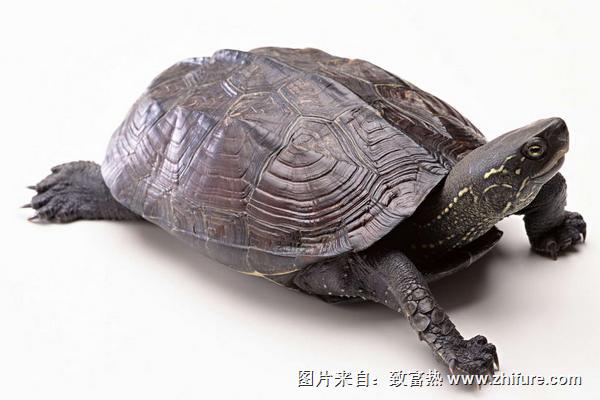 乌龟的寿命一般有多长？