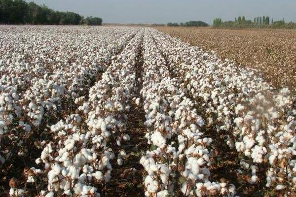 最早种植棉花的是哪个国家 棉花生长周期多长