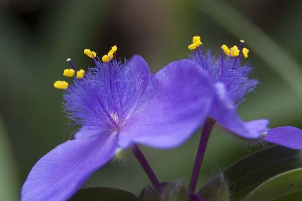 紫露草种子市场价格多少钱一斤 紫露草的养殖方法