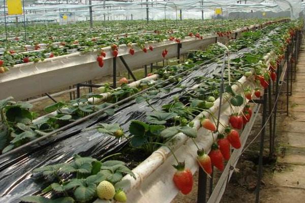 无土栽培草莓一亩投入多少，投资成本大不大？
