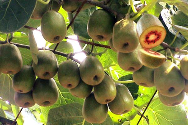 红心猕猴桃价格多少钱一斤