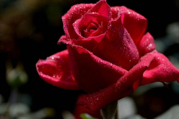 2018种玫瑰花赚钱吗？玫瑰花种植的利润与投资成本及前景预测