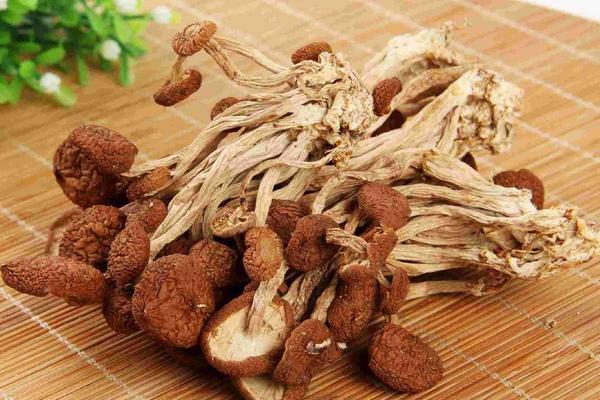 茶树菇的功效与作用及禁忌 茶树菇的营养价值