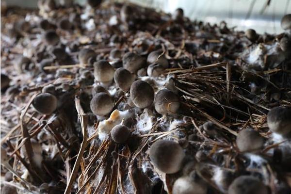 草菇高产高效栽培技术 草菇的生长条件