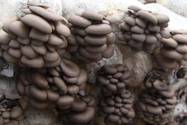 平菇高效栽培技术 傻瓜式种植平菇技术