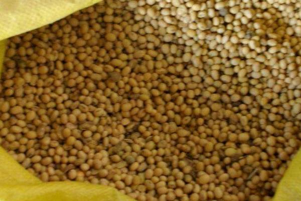发酵大豆肥料的肥效