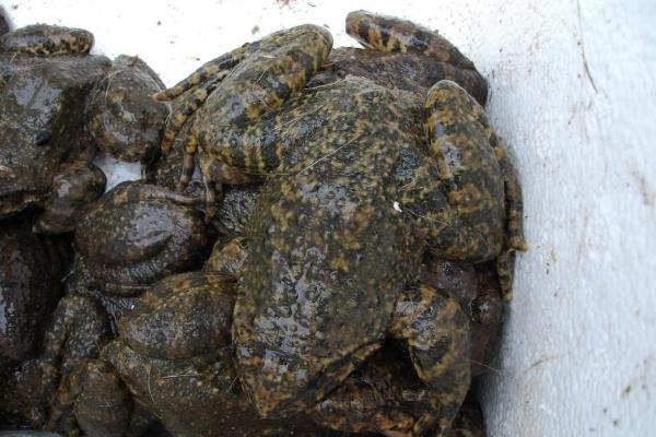 石蛙市场价格多少钱一斤？