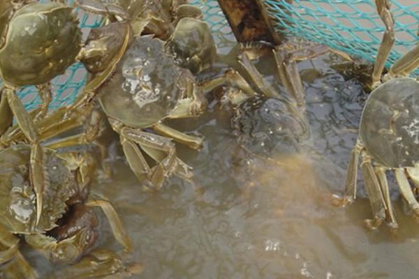 螃蟹养殖技术视频