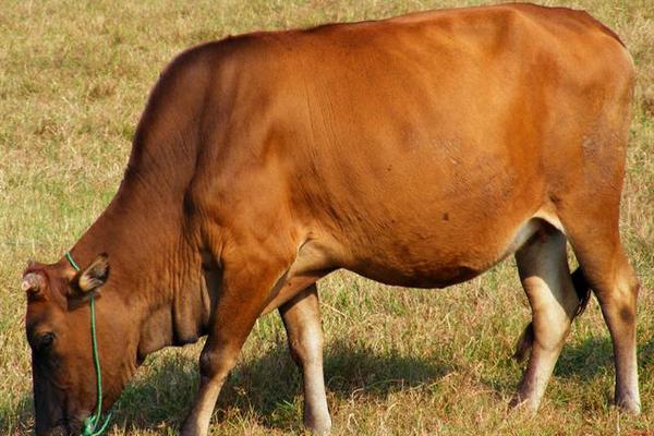 2018养黄牛赚钱吗？黄牛养殖的利润与投资成本及前景预测