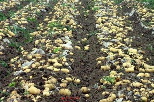 土豆追肥用什么肥料