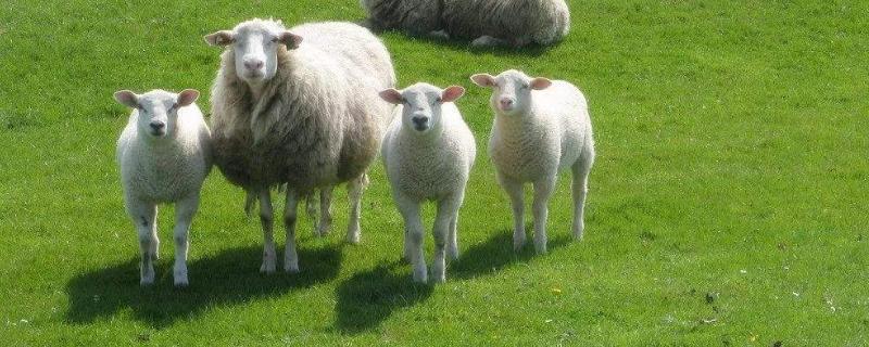 头胎母羊为什么产单羔，为什么不适合做种羊