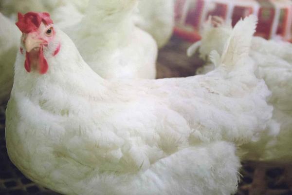 2018养白羽肉鸡赚钱吗？白羽肉鸡养殖的利润与投资成本及前景预测
