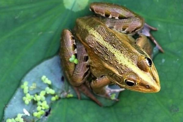 青蛙寿命有多长 青蛙是怎样避暑的