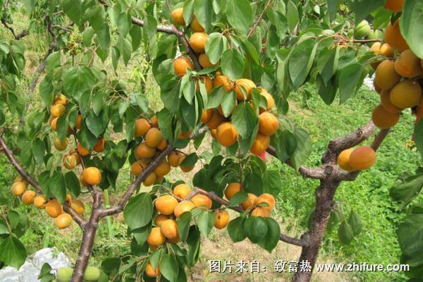 杏树怎么种