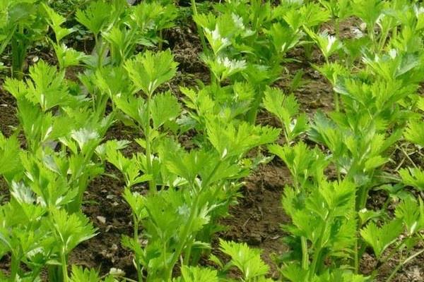 芹菜最快的种植方法 芹菜种植技术