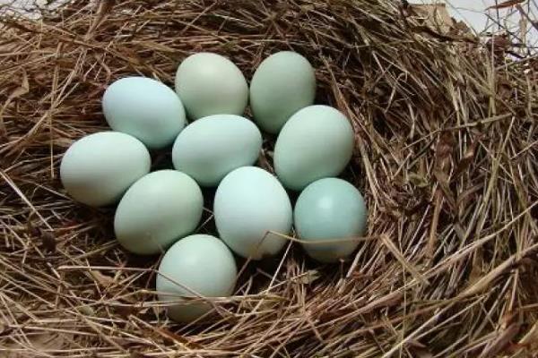 养1000只绿壳蛋鸡能赚多少钱？养绿壳蛋鸡的成本和利润