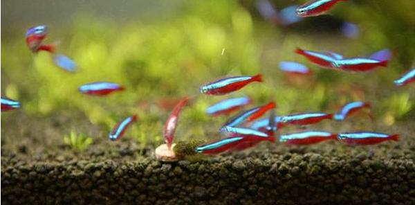 宝莲灯鱼与红绿灯鱼的区别是什么 宝莲灯鱼怎么繁殖