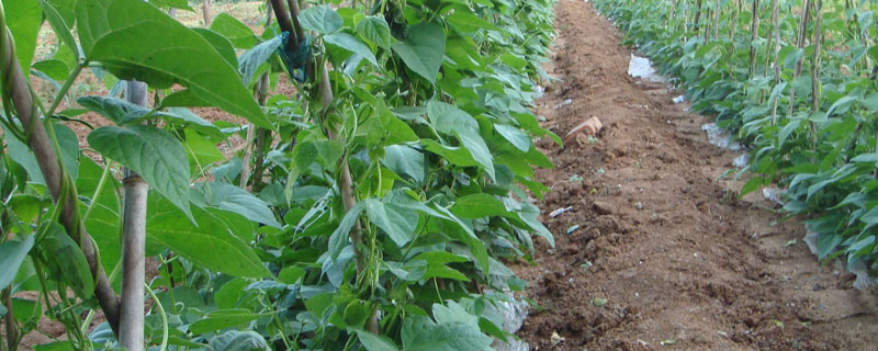芸豆种植技术