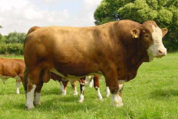 什么品种牛繁殖最快，繁殖能力最强？