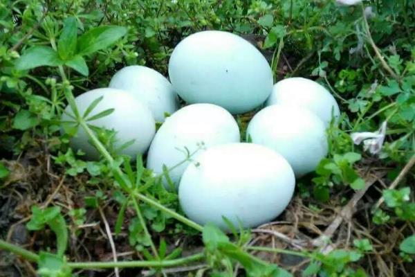 养1000只绿壳蛋鸡能赚多少钱？养绿壳蛋鸡的成本和利润