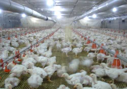 2016肉鸡养殖前景及市场价格行情分析